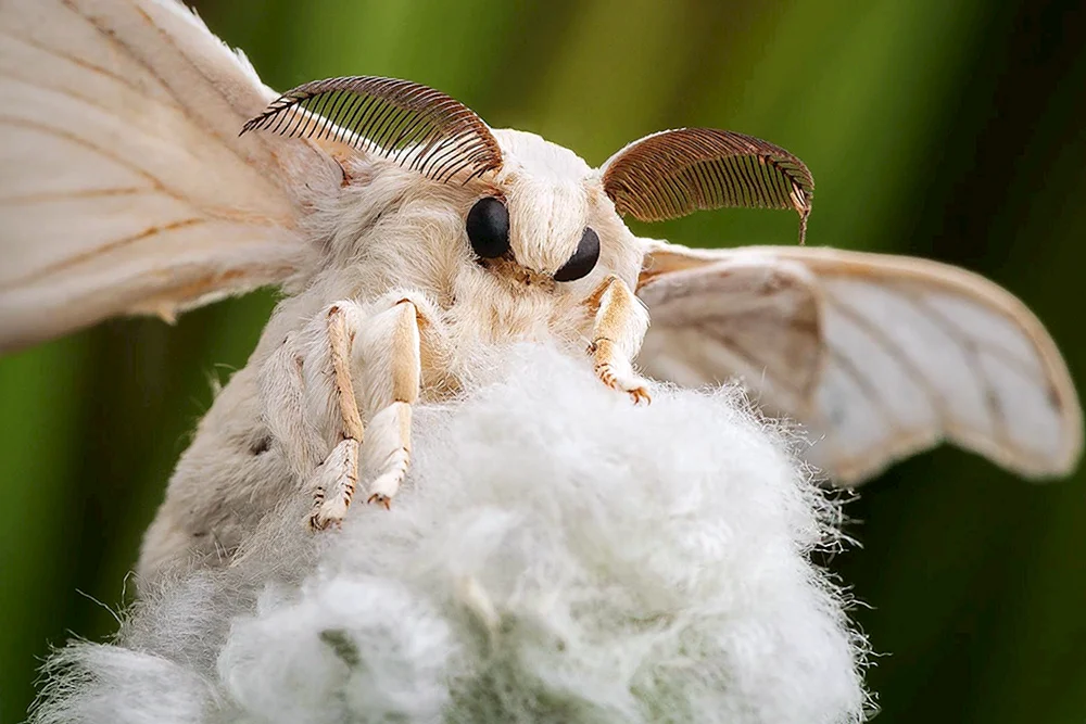 Mulbeerseidenspinner Schmetterling
