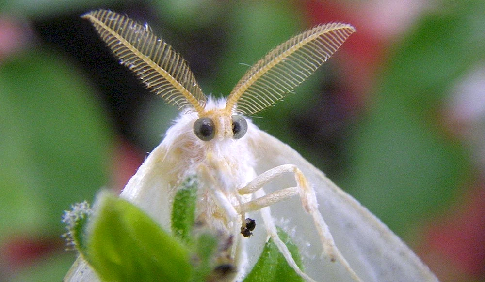 Mulbeerseidenspinner
