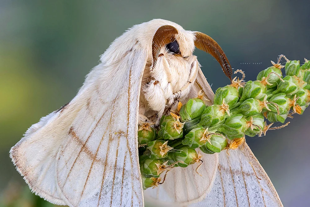 Insektenspinner Motte