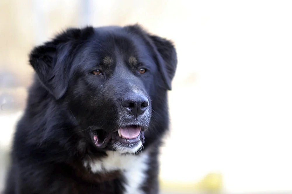 Russischer Schäferhund