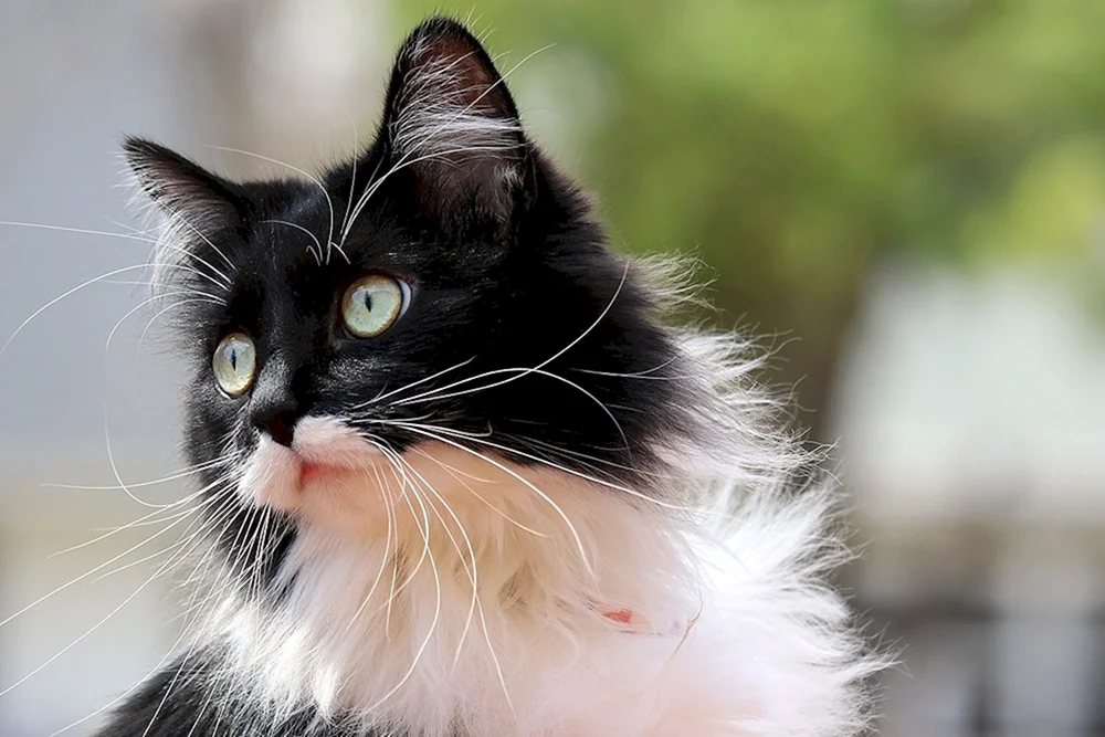Europäische Kurzhaarkatze schwarz-weiß weiß
