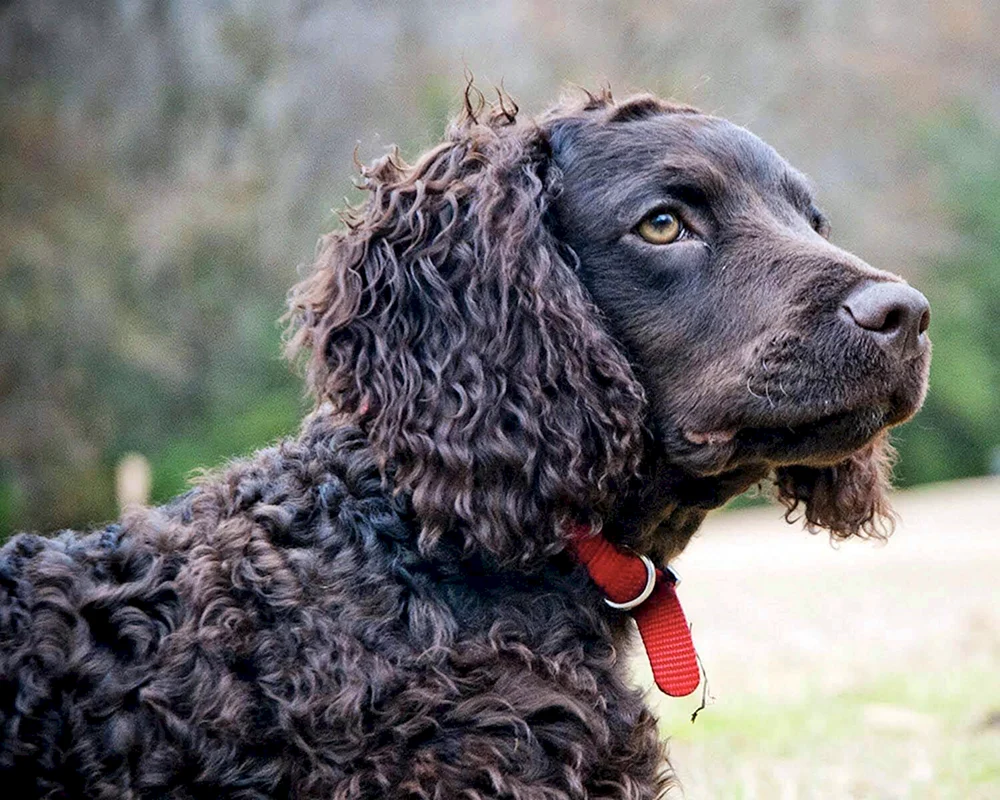 Tweedwater- spaniel