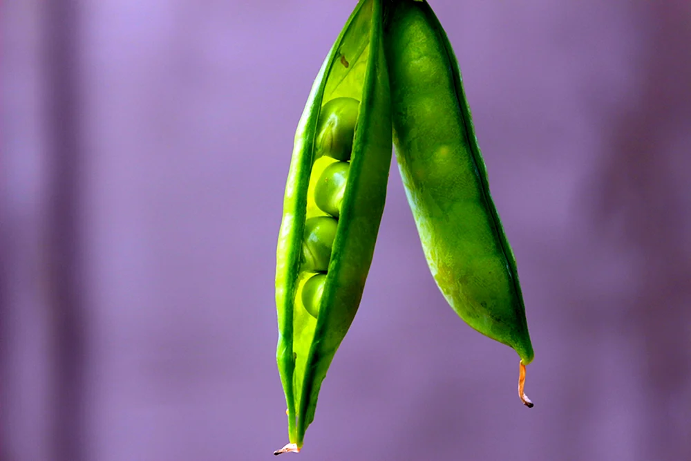Erbsenbohne