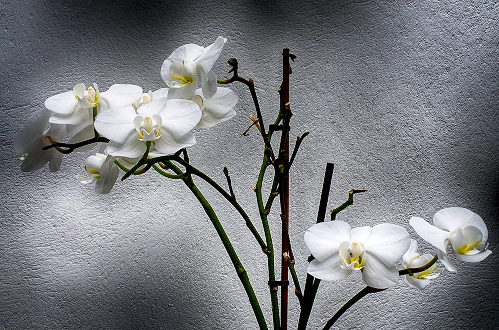 Phalaenopsis branch.