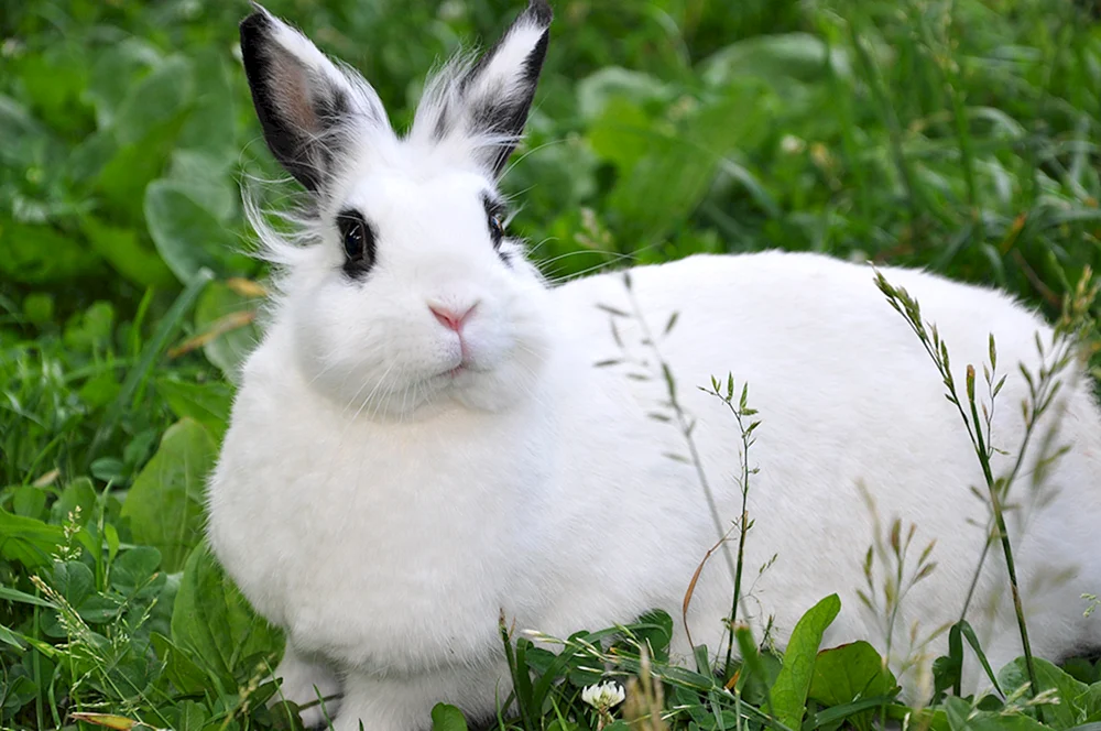 Weißes Kaninchen
