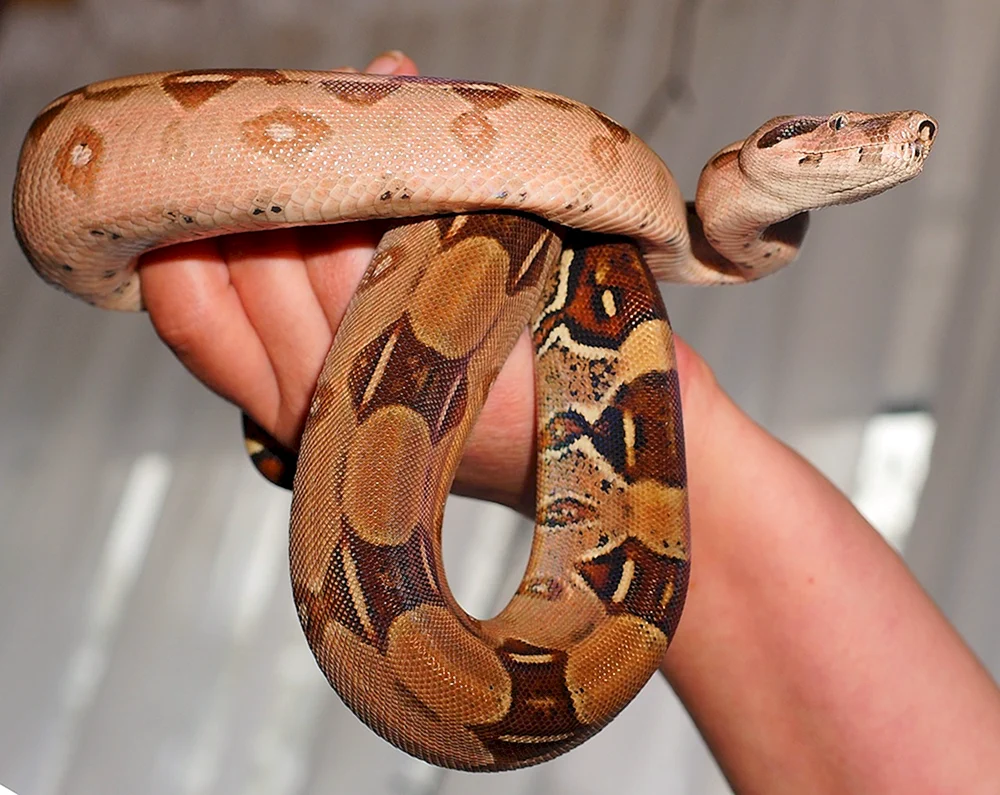 Удав обыкновенный boa Constrictor