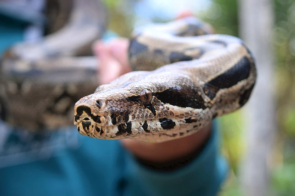 Boa constrictor