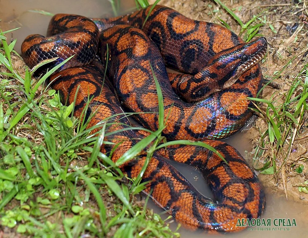 Python boa constrictor