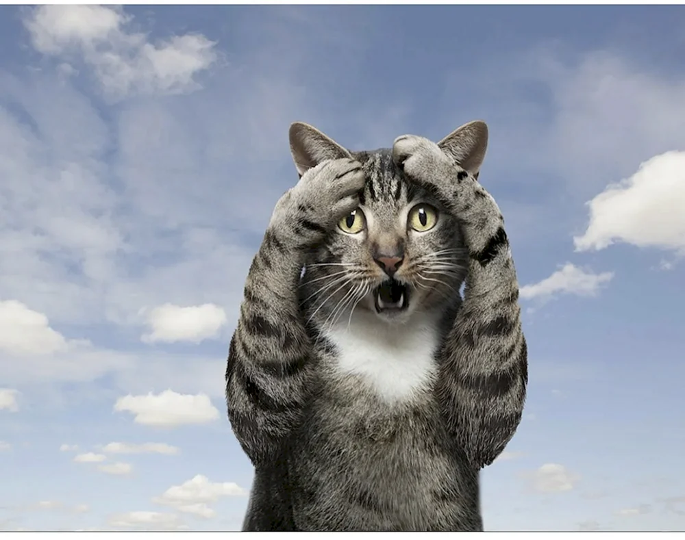 Eine überraschte Katze