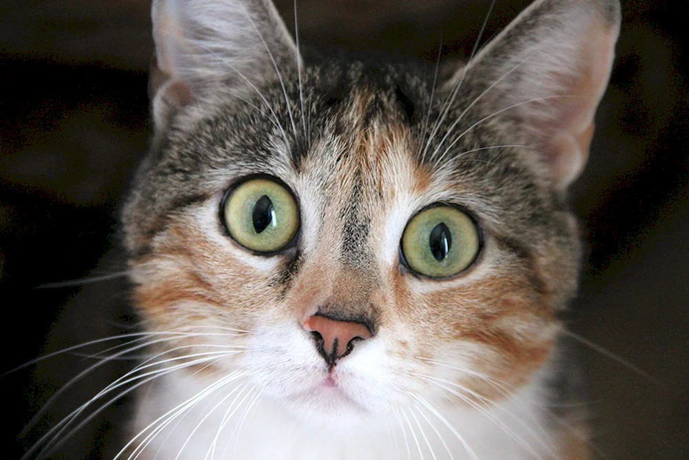 Katze im Schock