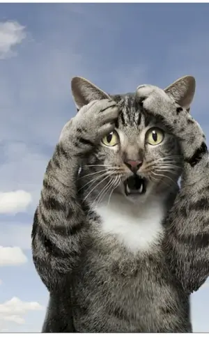 Britisch Kurzhaar Katze chartreuse