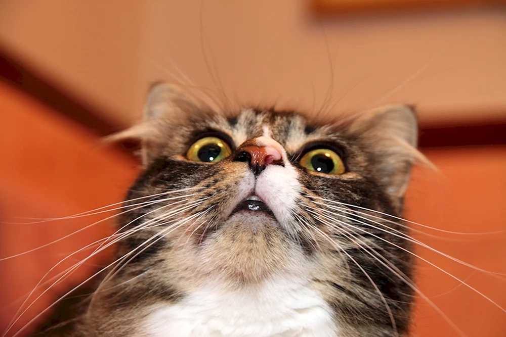 Katze im Schock