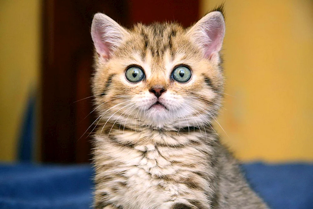 Katze Katze