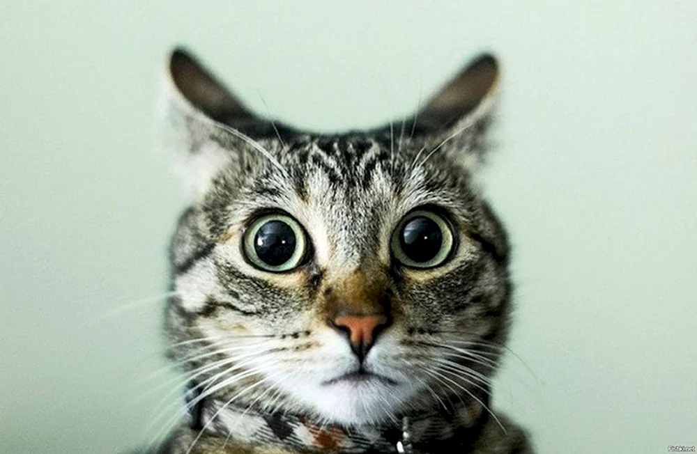 Überraschte Katze