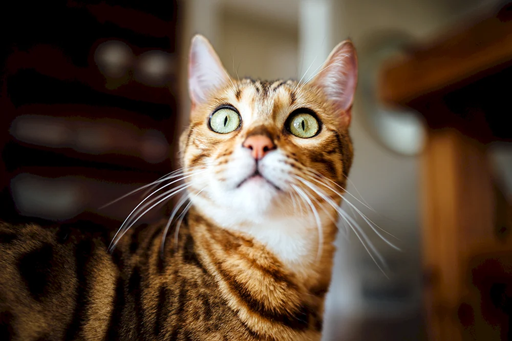 Ein überraschter Blick Katze