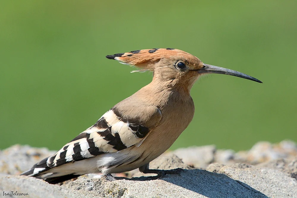 Steppenoducke