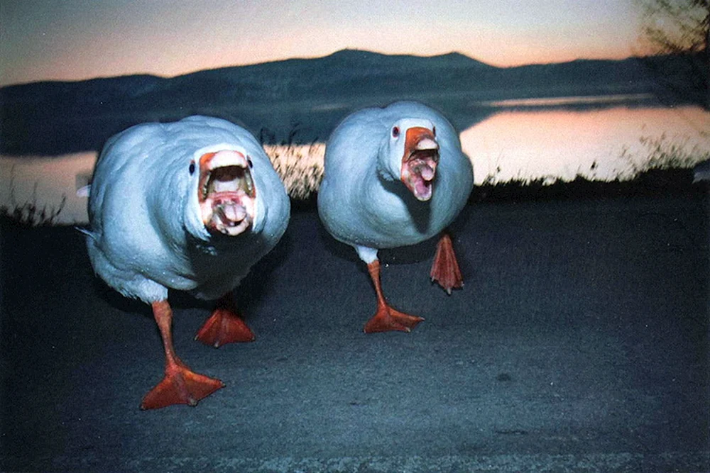 Lustige Gans
