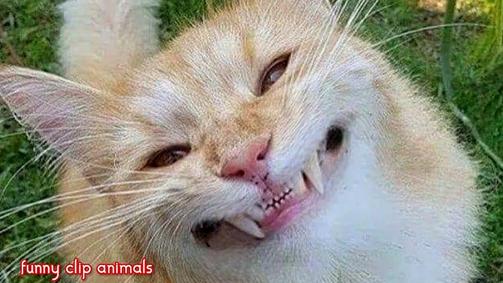 Katzen lustig