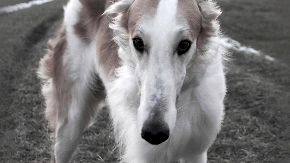 Uippet. Windhund Windhund