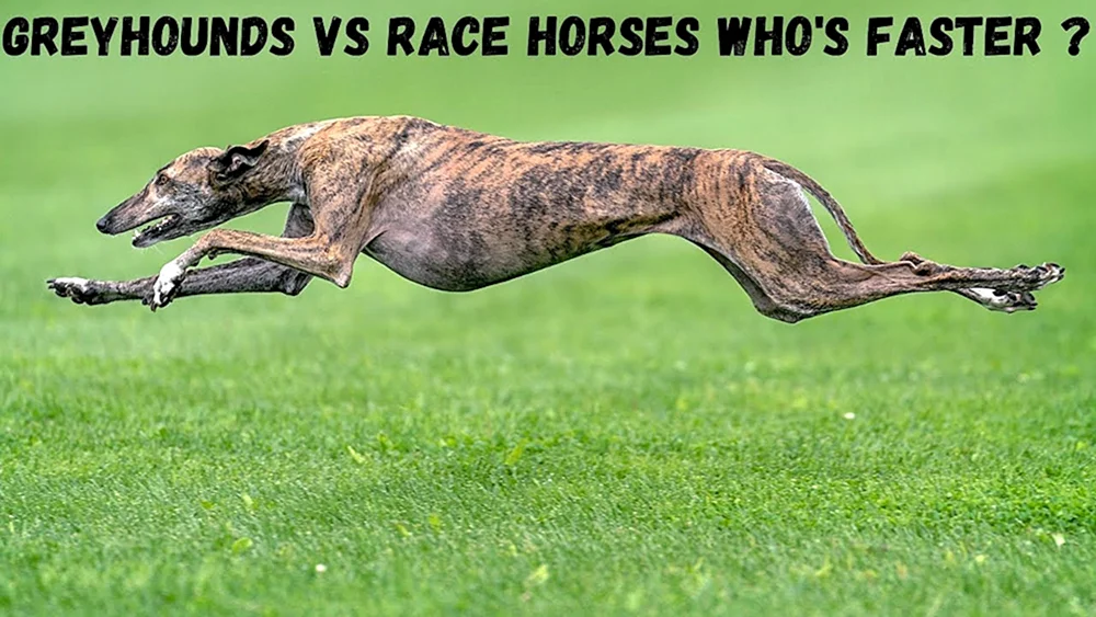 Whippet Hound Greyhound