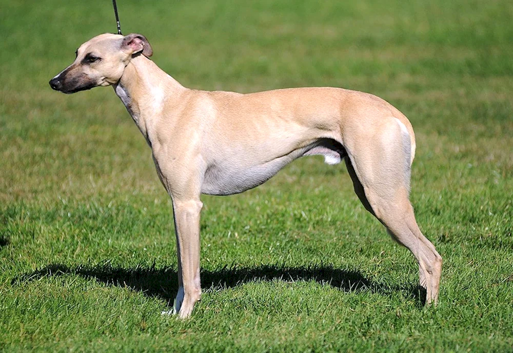 Whippet Hunderasse