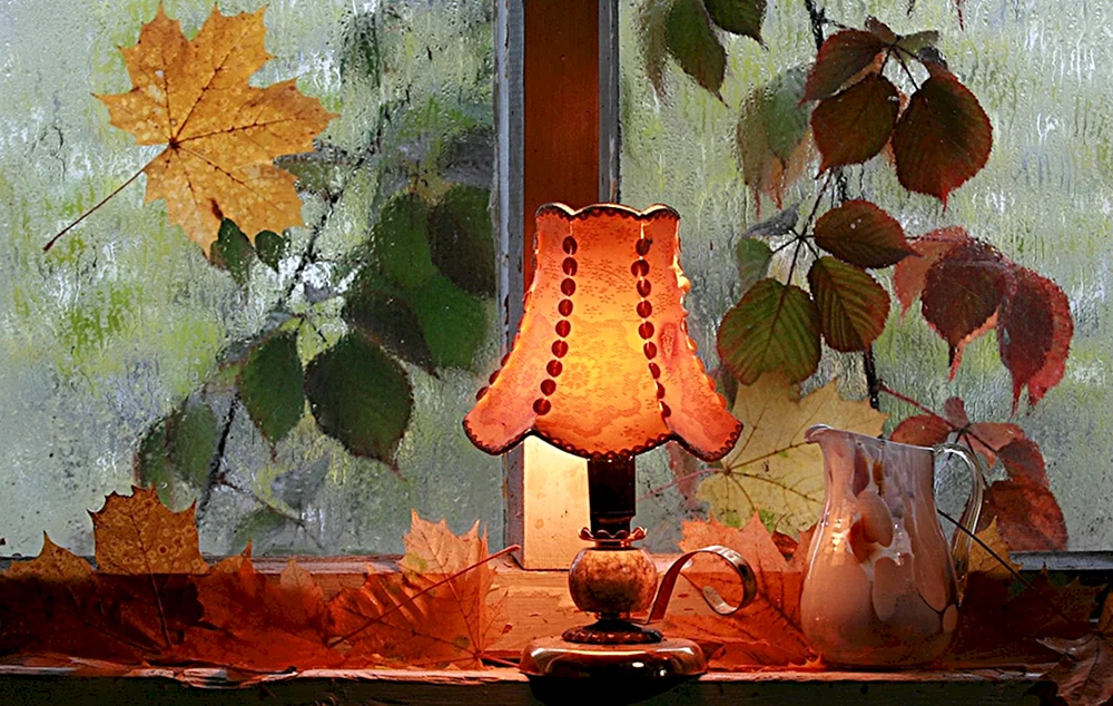 Katze am Fenster