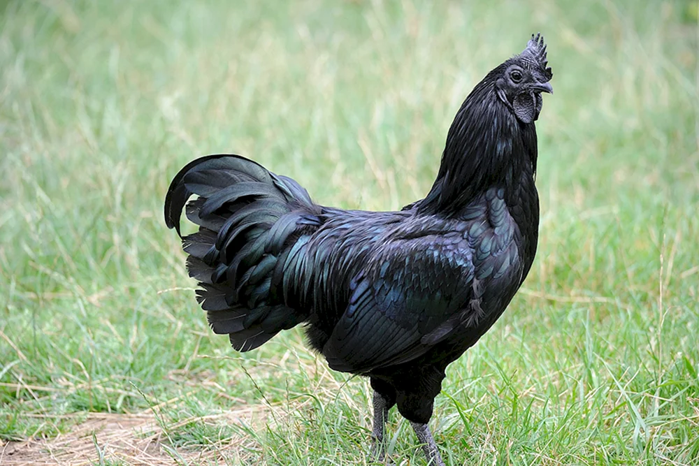 Ayam Tsemani-Hühner. Wuheyilui