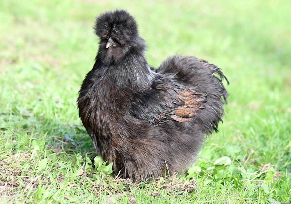 Australorp schwarze Hühner