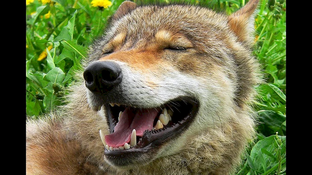 Lustiger Wolf