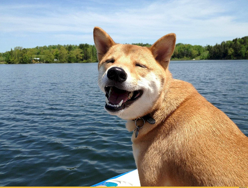 Smiling Hund