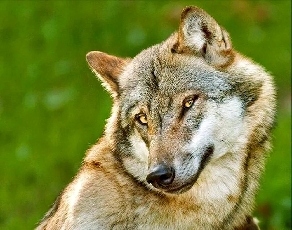 Lustige Wolfsbilder
