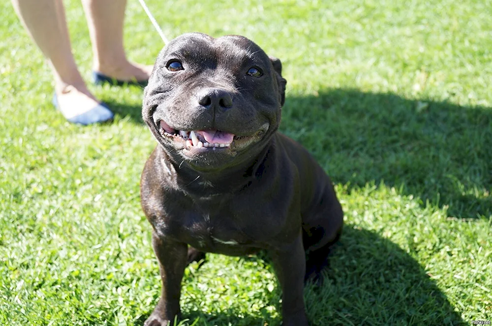 Siba Inu