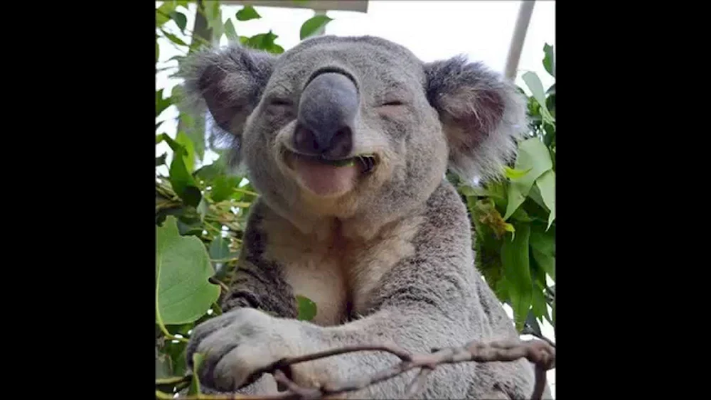 Nasser Koala