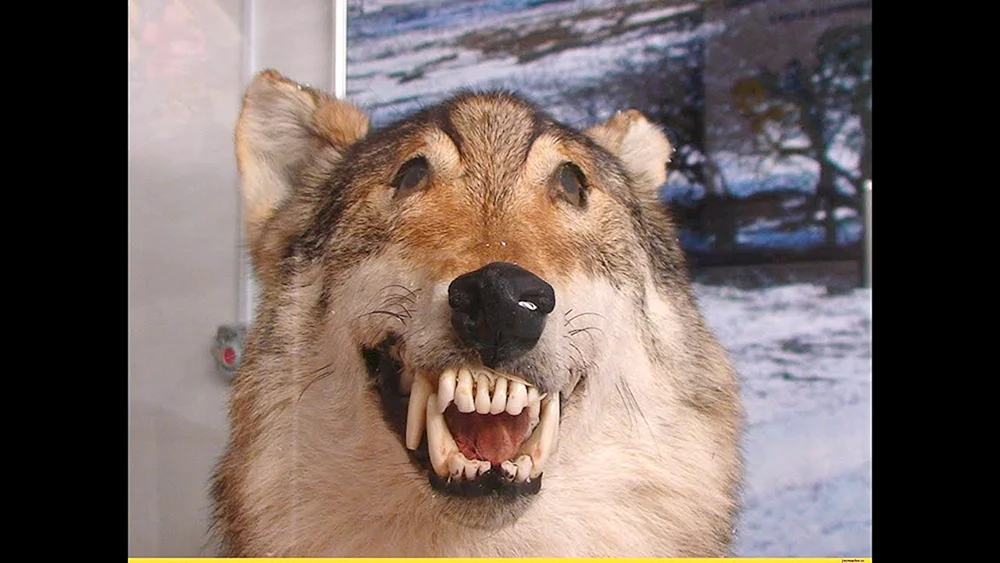 Lustiger Wolf