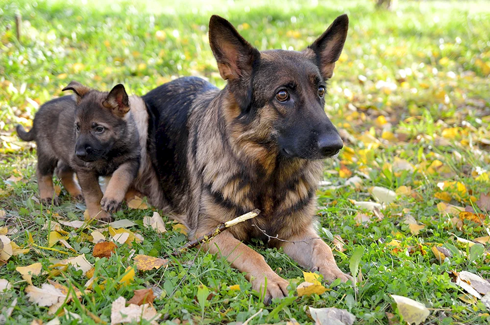 Deutscher Schäferhund. Schäferhund