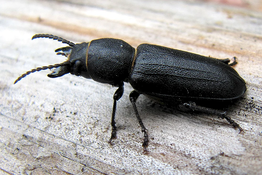 Schwarzer Käfer Schwarzer Wasserfreund