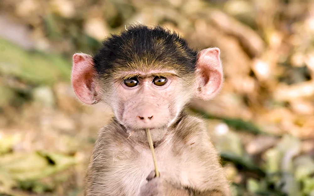 Affe mit Haar