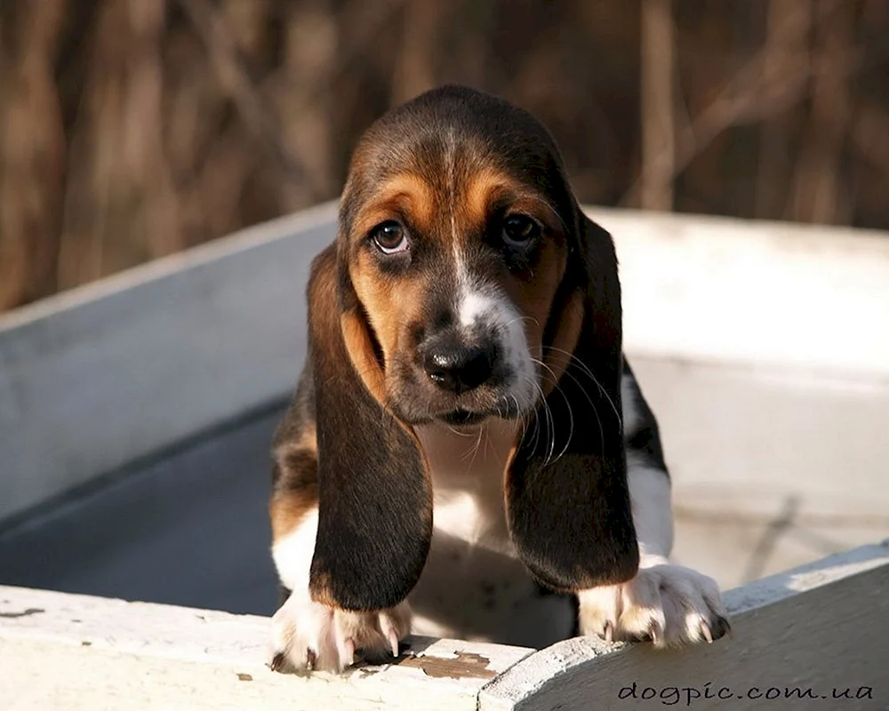 Kleine Hunde