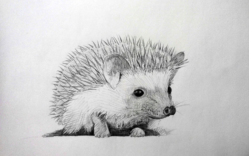 Igel Bleistift Zeichnung