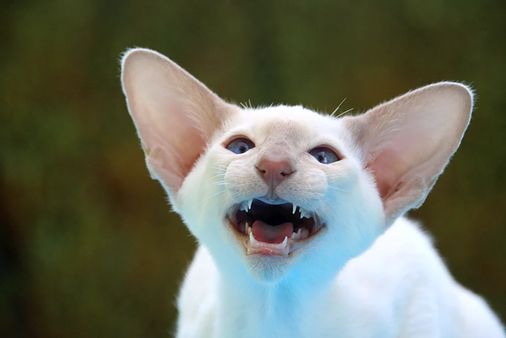 Orientalische Katze