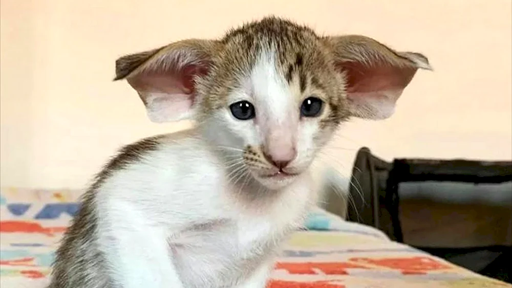 Orientalische Katze