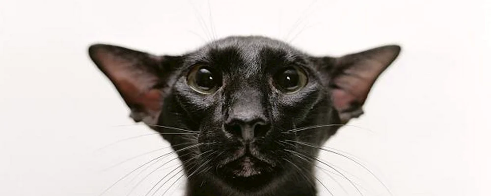 Orientalische Katze