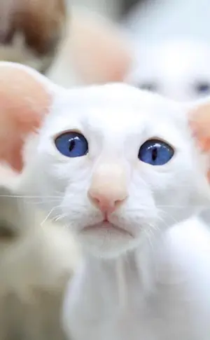 Orientalische Katze