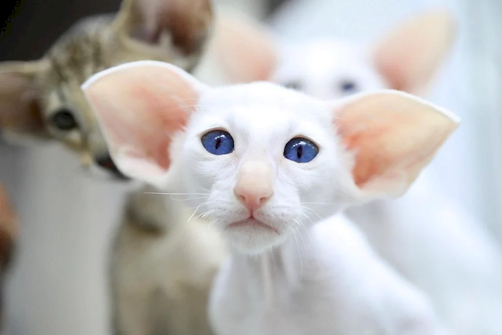 Orientalische Katze