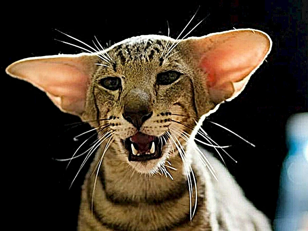 Orientalische Katze.