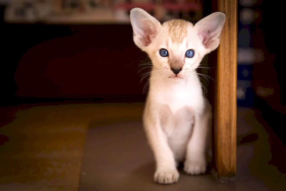 Orientalische Katze