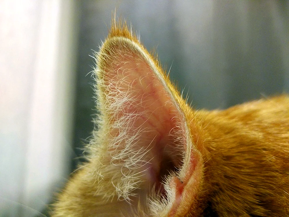 Katzenohren