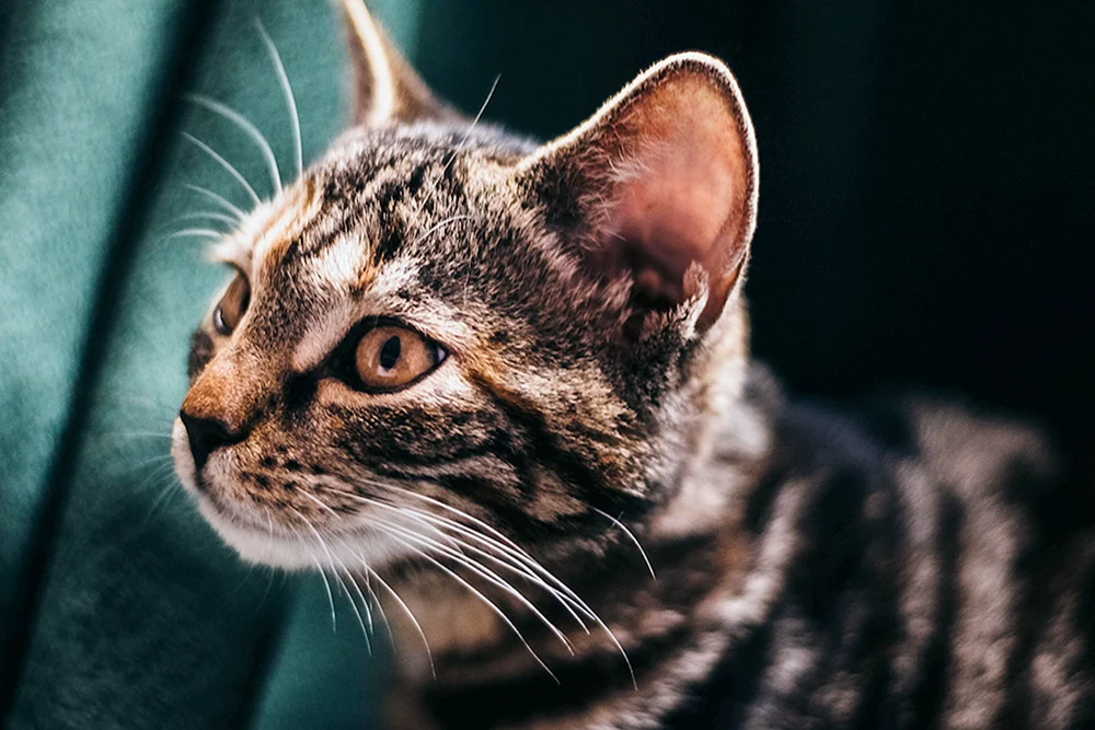 Katzenohren