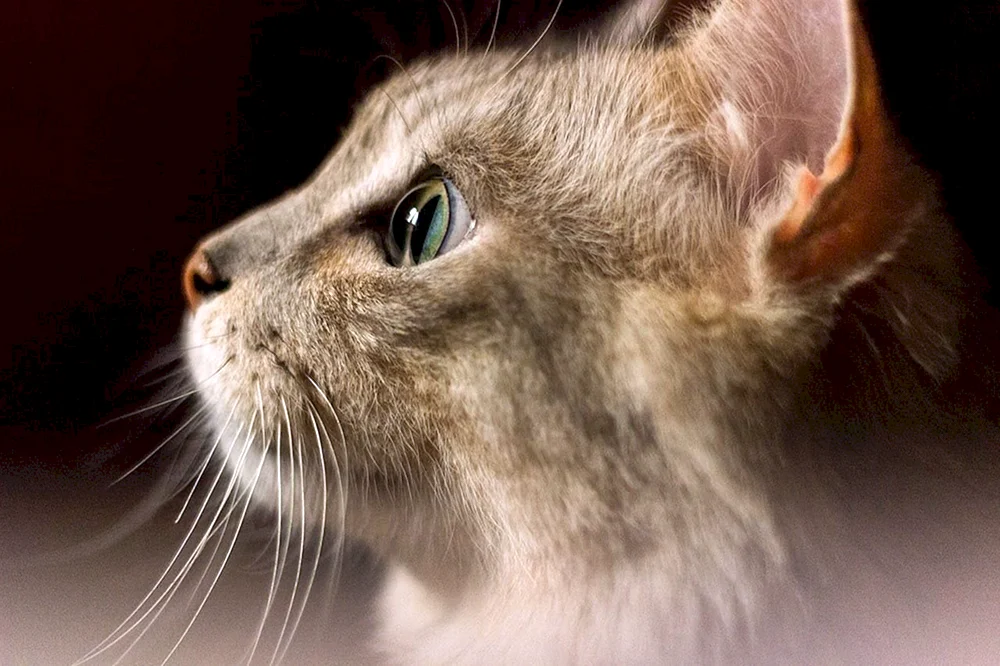 Katzenohren
