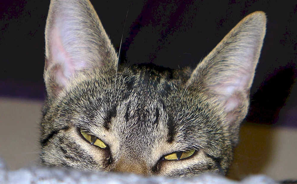 Katzen mit Ohren